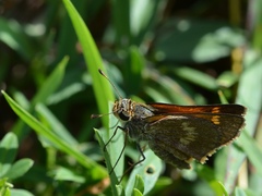 Atalopedes mesogramma