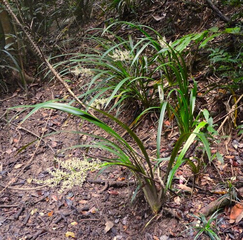 Helmholtzia acorifolia observed 2025-11-15