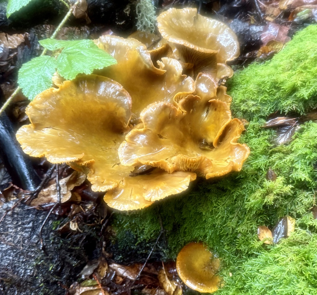 Omphalotus olivascens · November 2025 · photo: © hllrnnr (iNaturalist, cc0)