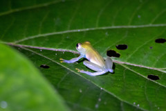 Cochranella granulosa