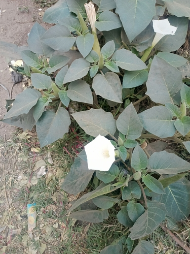 downy thorn-apple