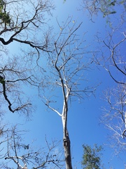 Cochlospermum vitifolium