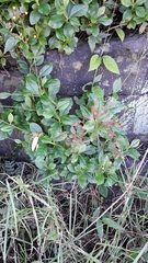 Talinum paniculatum