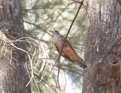 Cacomantis variolosus variolosus