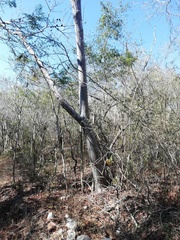 Cochlospermum vitifolium