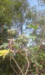 Ricinus communis