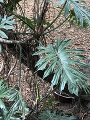 Thaumatophyllum bipinnatifidum