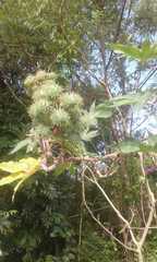 Ricinus communis