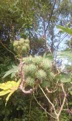 Ricinus communis