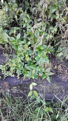 Talinum paniculatum