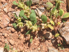 Fourleaf allseed (Tripodion tetraphyllum)