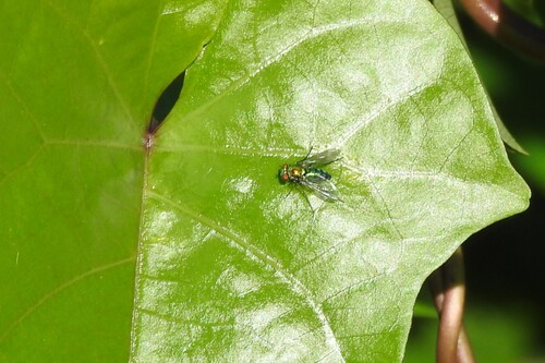 Unknown species found near Lennar at Crescent Ridge Davie, FL, USA