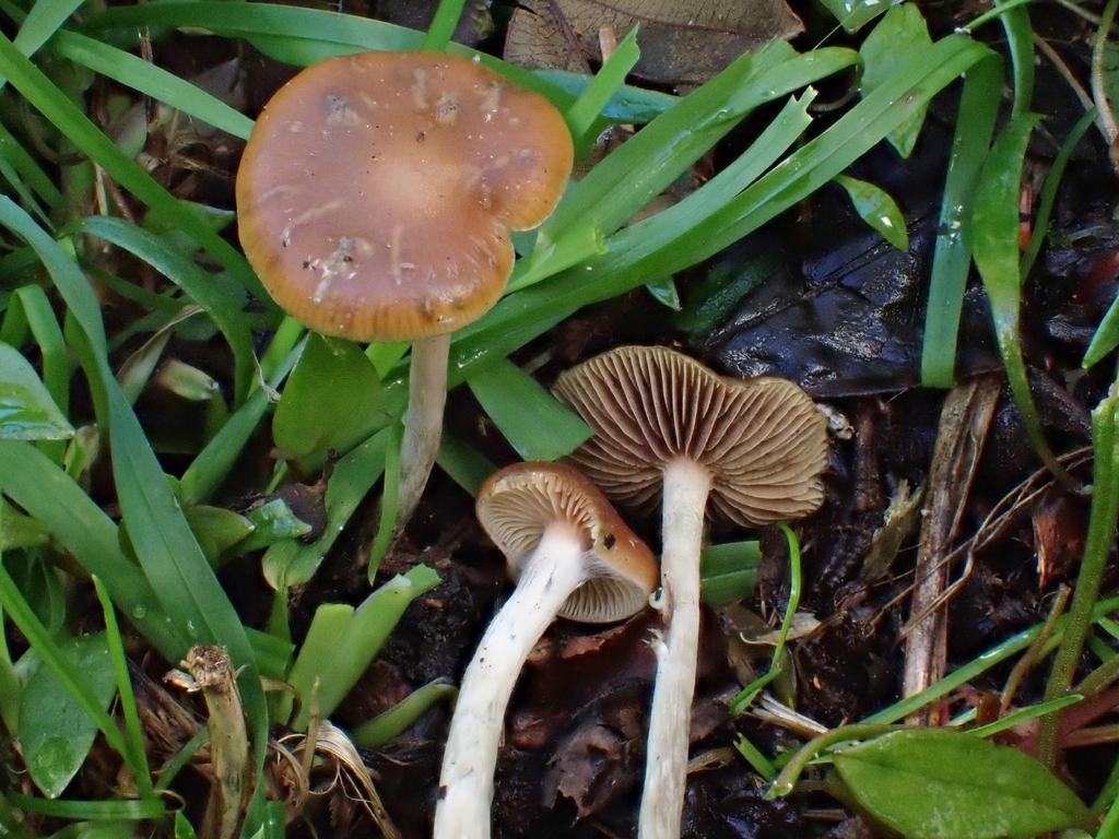 Psilocybe cyanescens