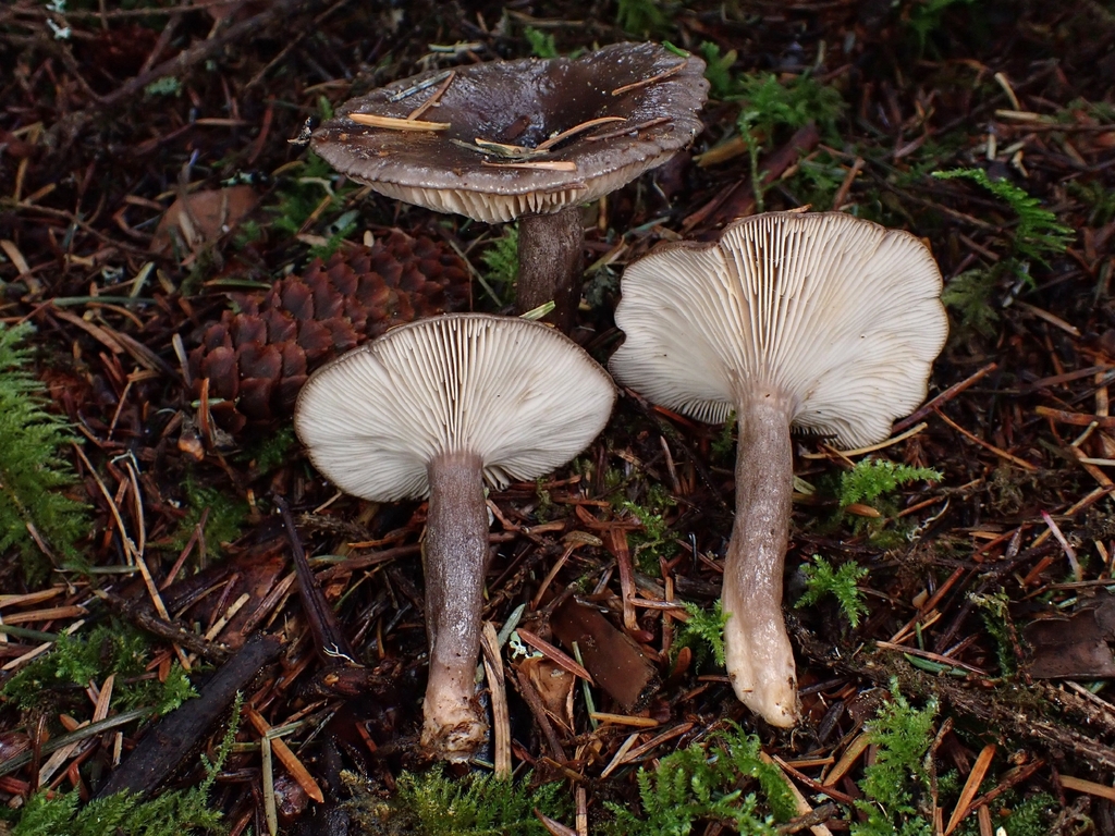 Lactarius pseudomucidus · November 2025 · photo: © mandymushii (iNaturalist, cc-by)