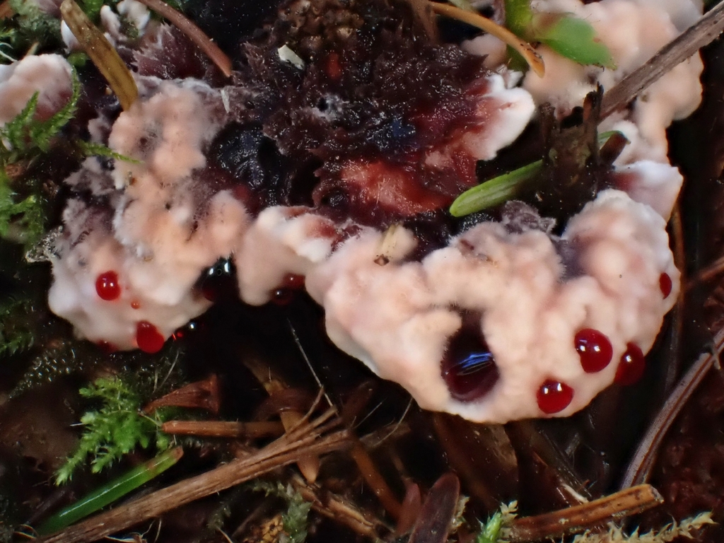 Hydnellum peckii · November 2025 · photo: © mandymushii (iNaturalist, cc-by)