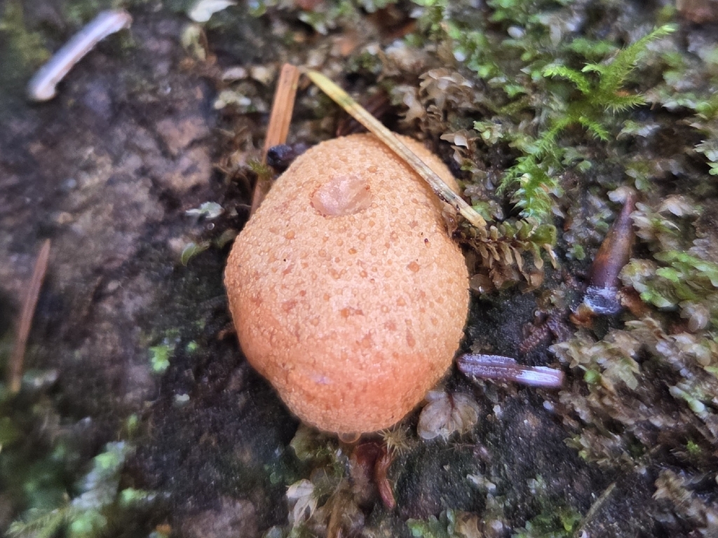 Fistulina hepatica · November 2025 · photo: © mandymushii (iNaturalist, cc-by)