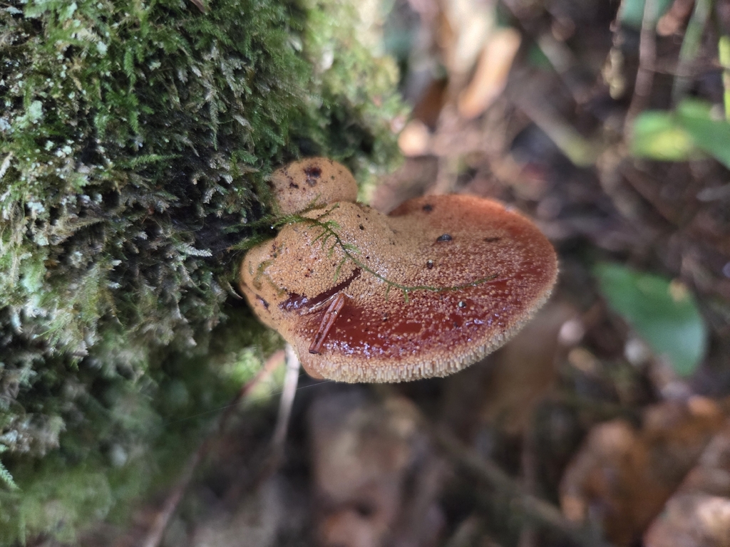 Fistulina hepatica · November 2025 · photo: © mandymushii (iNaturalist, cc-by)