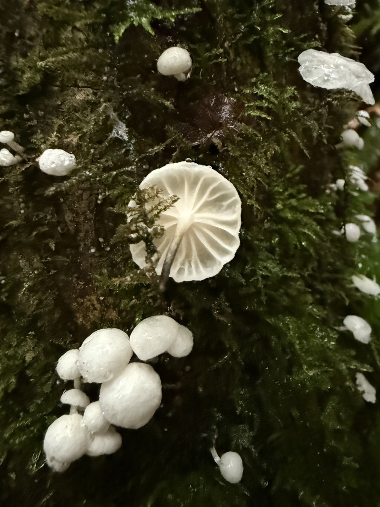 Marasmiellus candidus · November 2025 · photo: © michaelmckniff (iNaturalist, cc-by)