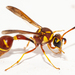 Typical Mason Wasps - Photo (c) Wayne Fidler, some rights reserved (CC BY-NC), uploaded by Wayne Fidler