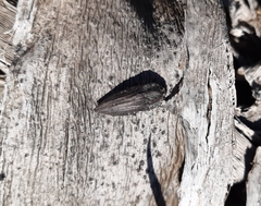 Ectinogonia intermedia