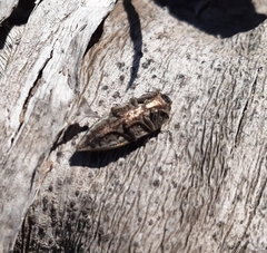 Ectinogonia intermedia