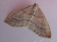 Idiotephria debilitata