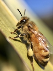 Apis mellifera