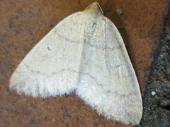 Idiotephria debilitata