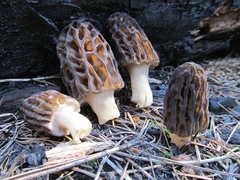 Morchella snyderi