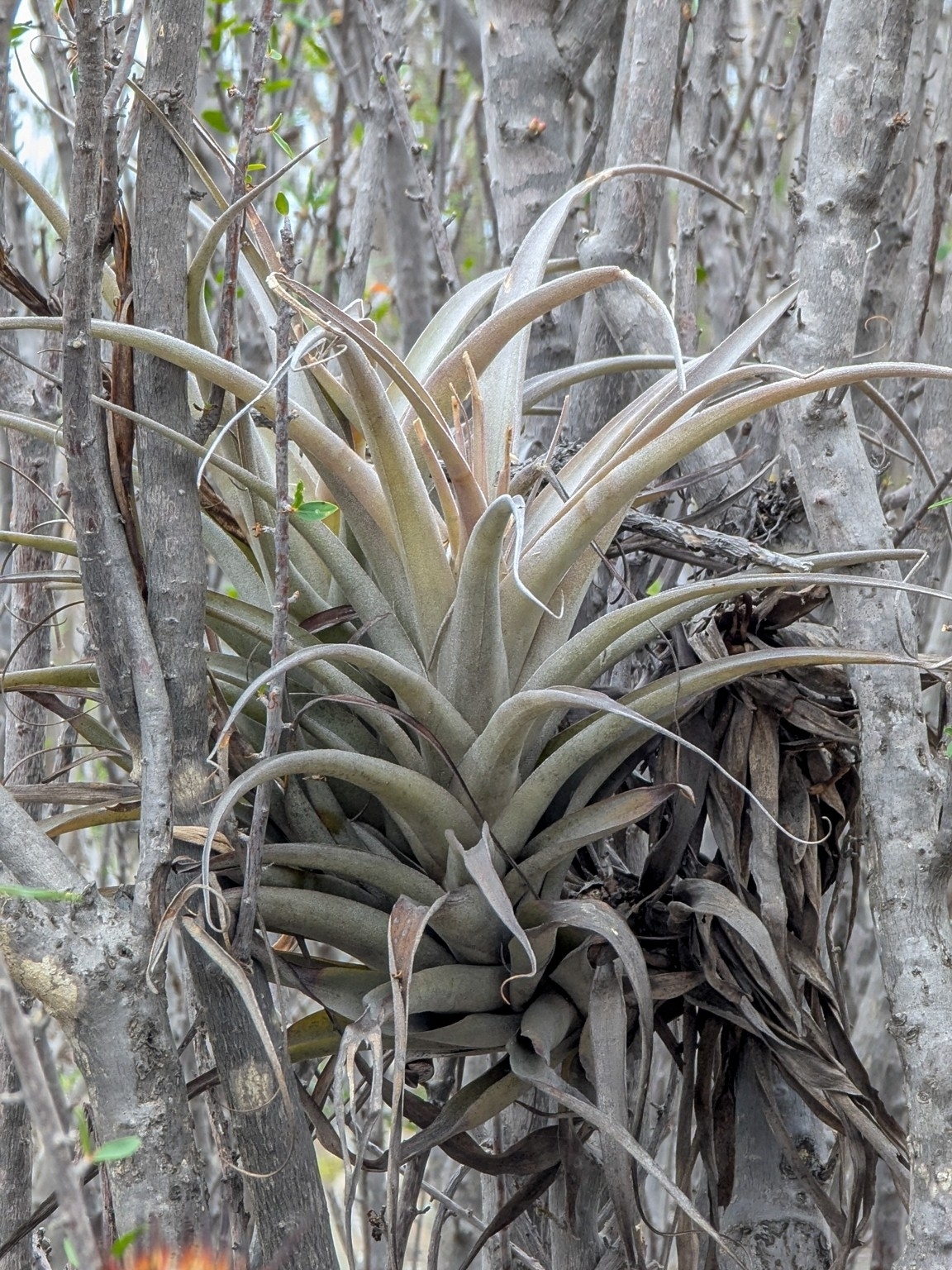 Tillandsia geissei