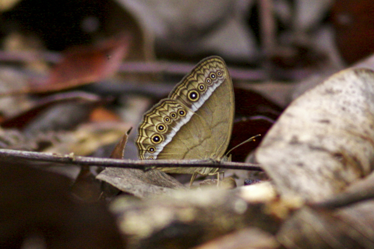 Purple Bushbrown