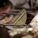 Mycalesis orseis - Photo (c) Wilbur Goh, μερικά δικαιώματα διατηρούνται (CC BY-NC), uploaded by Wilbur Goh