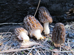 Morchella snyderi