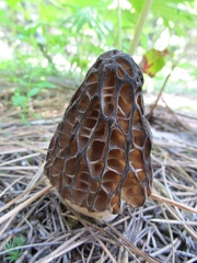 Morchella snyderi