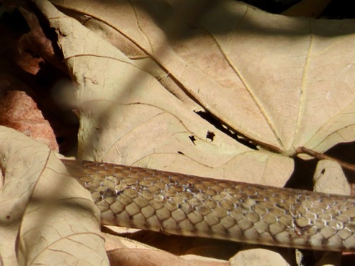 Eastern Brown Snake sighting