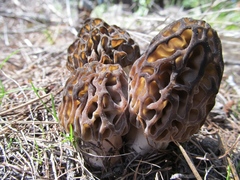 Morchella snyderi