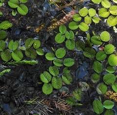 Salvinia minima