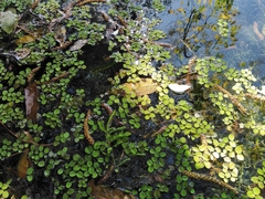 Salvinia minima
