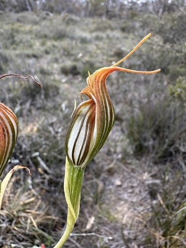 jug orchid (Pterostylis recurva)