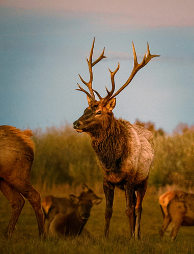 Elk photographed in Kentucky