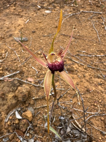 King Spider Orchid (Caladenia pectinata)