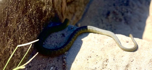 Common Tree Snake sighting