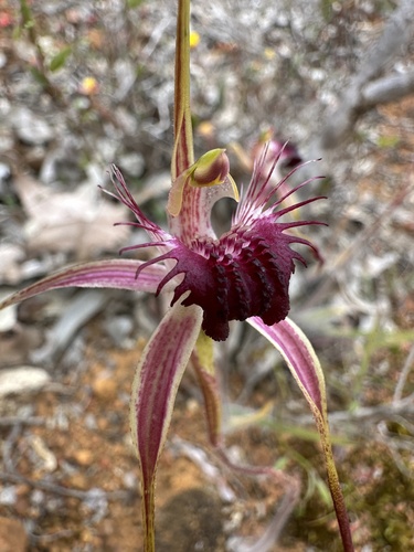 Heberle's spider orchid (Caladenia heberleana)