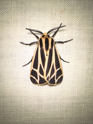 Harnessed Tiger Moth photo 6