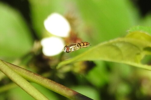 Unknown species found near Lennar at Crescent Ridge Davie, FL, USA