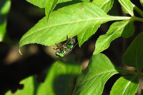 Unknown species found near Lennar at Crescent Ridge Davie, FL, USA