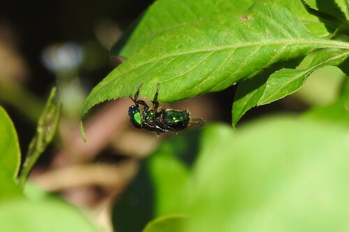 Unknown species found near Lennar at Crescent Ridge Davie, FL, USA