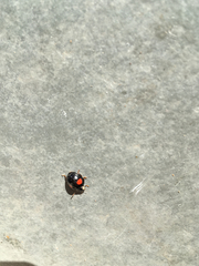 Harmonia axyridis