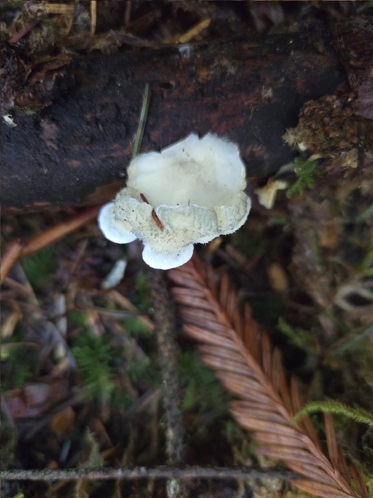 Cyanosporus caesius · October 2025 · photo: © mandymushii (iNaturalist, cc-by)