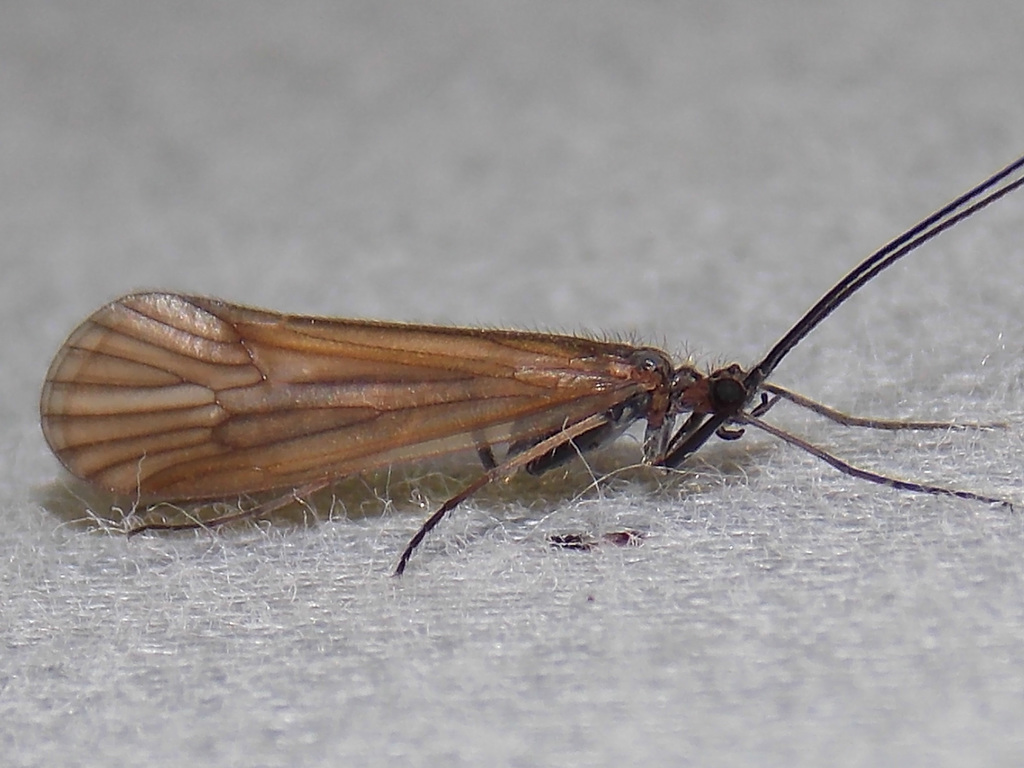 Phanocelia canadensis